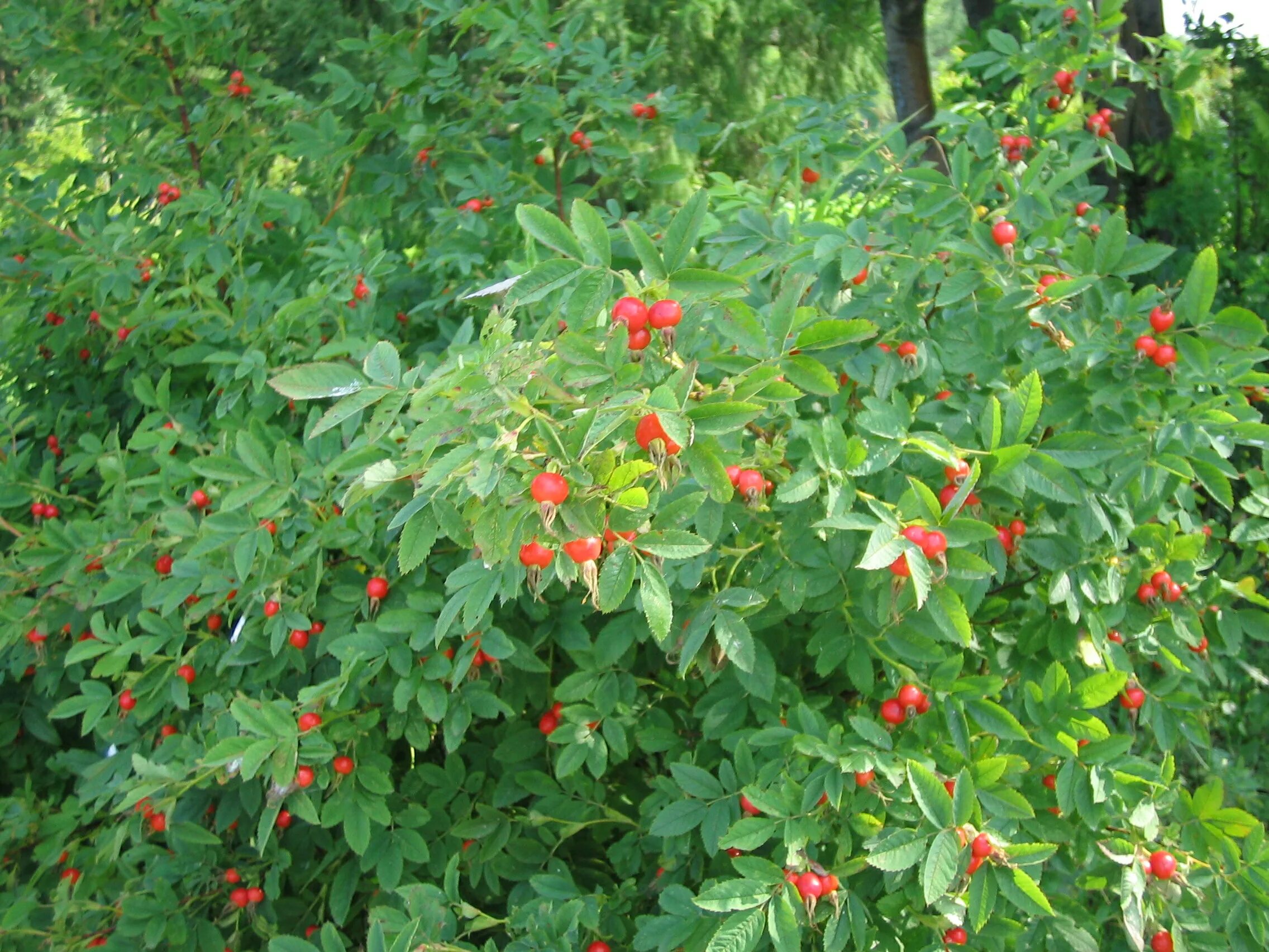 Шиповник Терновник. Шиповник куст. Габитус шиповника.