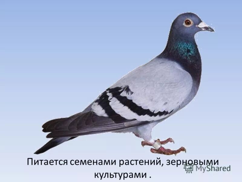 Этих двух птиц не встретишь. Какие виды голубей встречаются в Калининградской области.