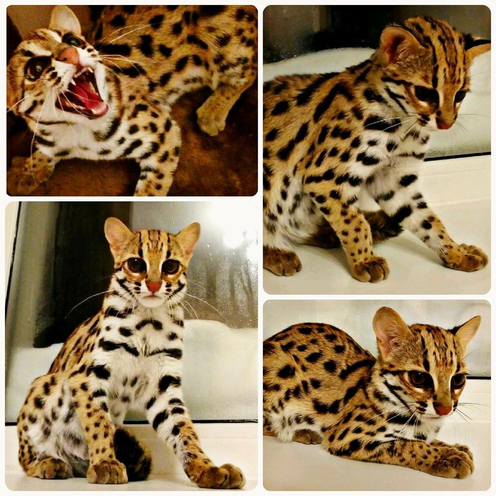 Бенгальские котята в Пензе