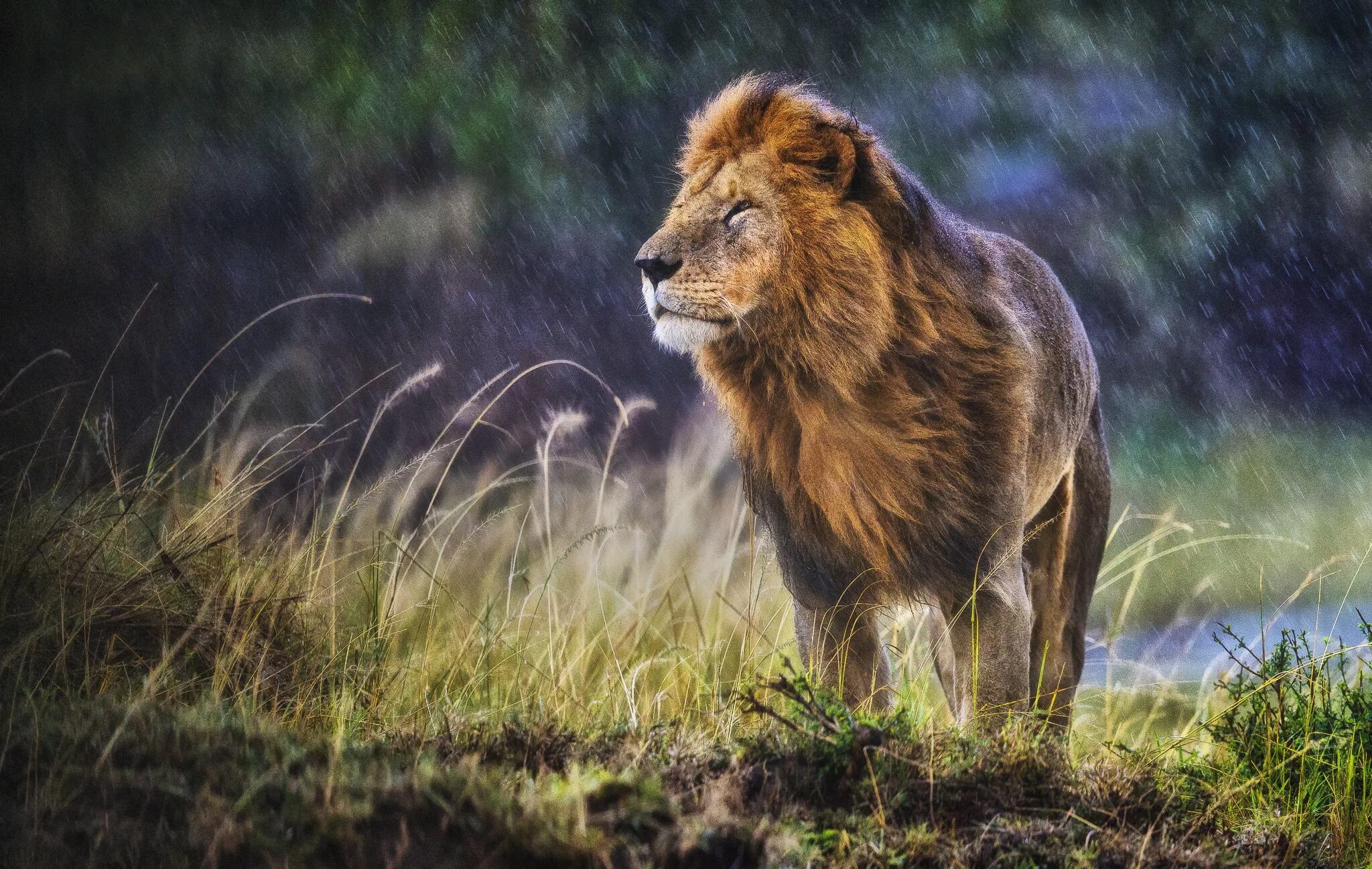 Lioness in the rain. Лев дождь. Лев фото и дождь. Гривастые львы дождь. Лев на ветру.