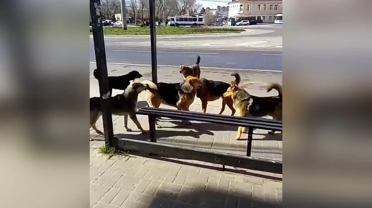 Бродячая собака Воронеж. Бездомные собаки. Бродячие собаки. Бездомный щенок. Звери остановились