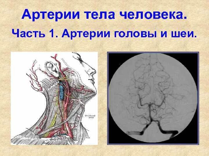 Артерии человека. Артерии в теле человека. Артерии туловища человека.