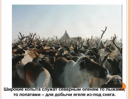 Северный мир 4