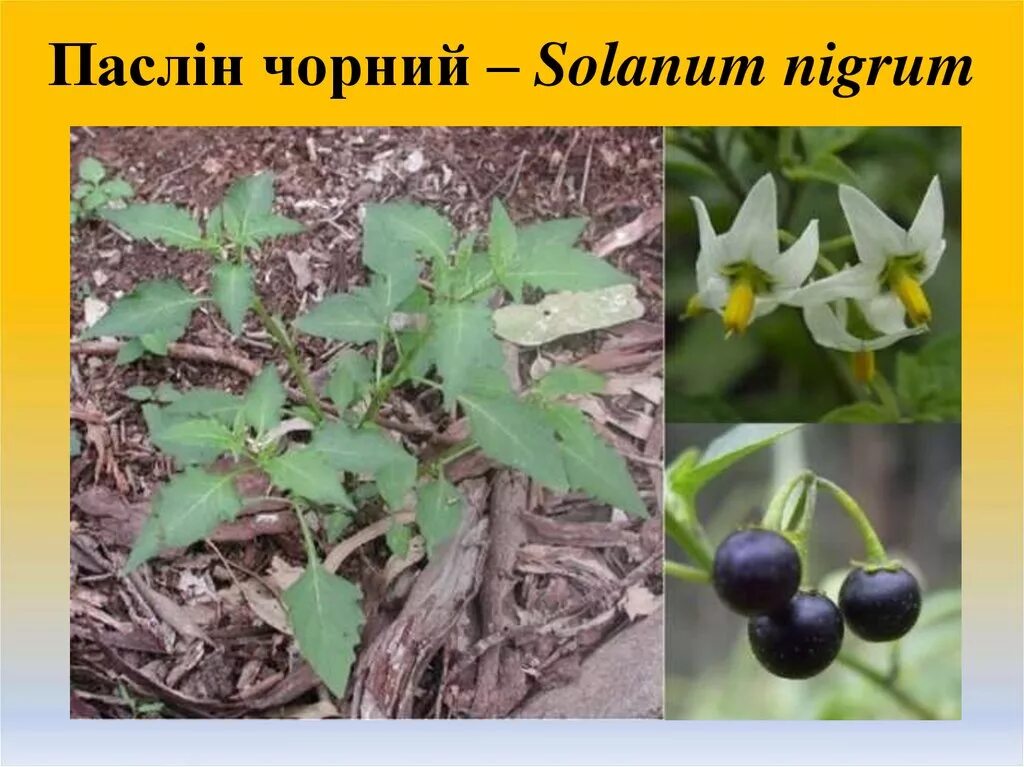 Пасленовые растения ягода. Паслён чёрный. Паслён чёрный съедобный. Паслен черный (Solanum nigrum). Паслен ядовитый.