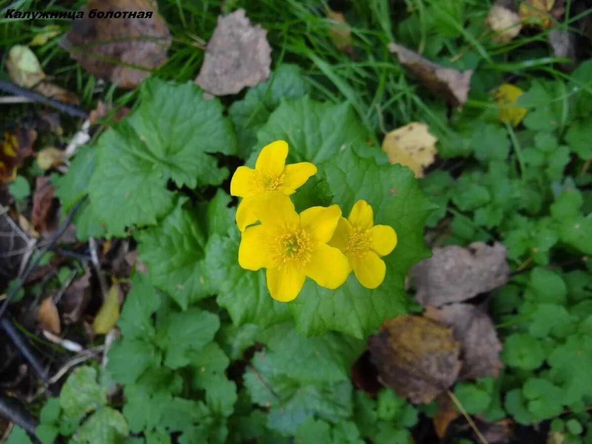 прострел албанский. Anemone sylvestris. арктическая толокнянка. флора заповедника столбы. прострел восточно-сибирский.