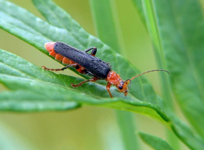 Мягкотелка Cantharis. Жук мягкотелка Листоед. Кокон мягкотелка. Жук-мягкотелка в огороде.