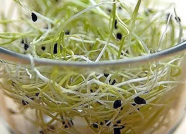 Укроп семена. Проросшие семена морков. Петрушка проращивание семян. Пророститьсемена моркови. Всходы семян петрушки.