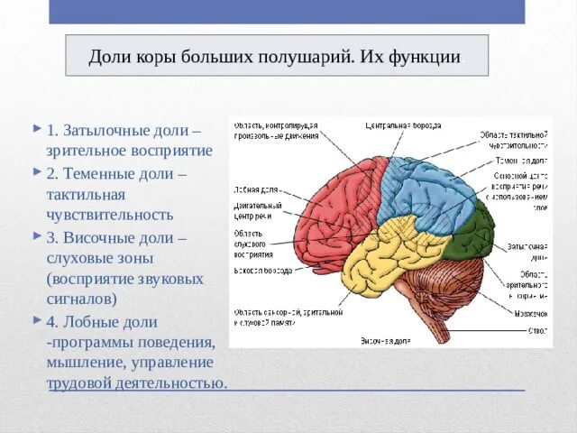 Доли больших полушарий 1. лобная 2. теменная 3. височная 4. затылочная. Строение и функции височной доли головного мозга.