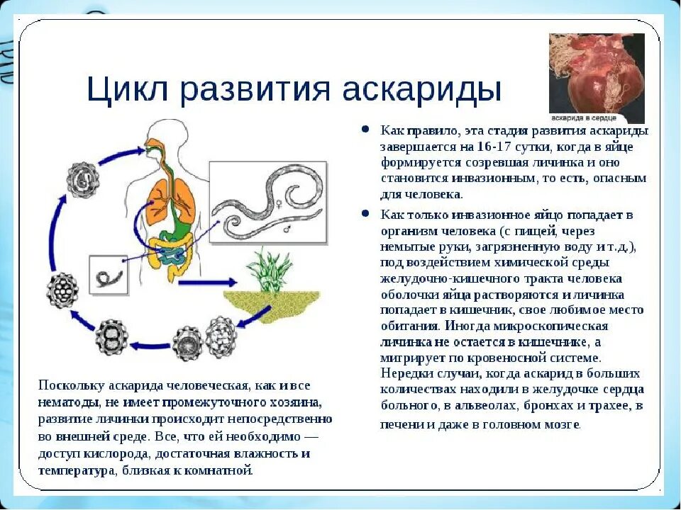 Цикл развития человеческой аскариды основной хозяин. Жизненный цикл аскариды 7 класс. Цикл аскариды человеческой схема. Схема развития человеческой аскариды.