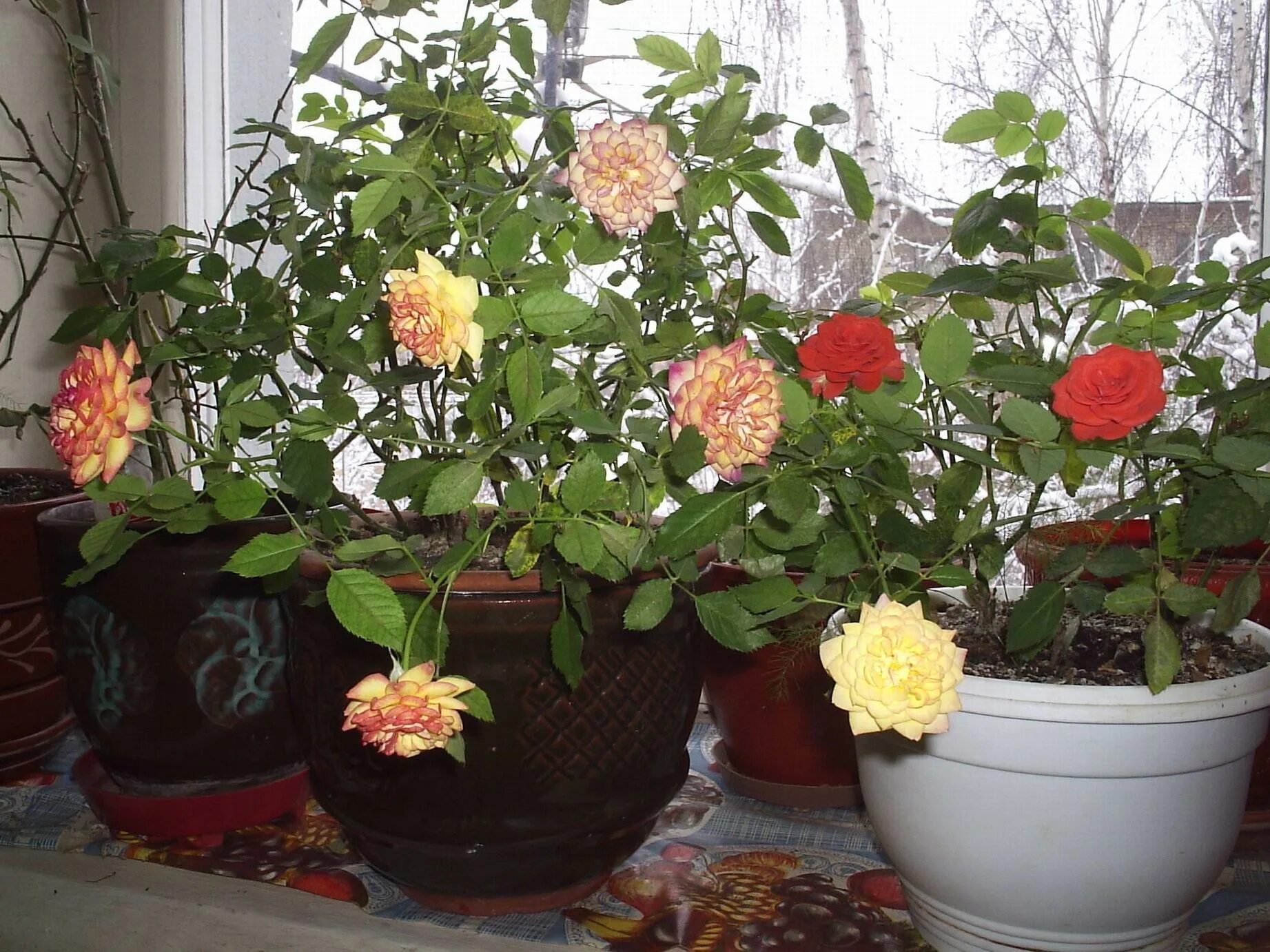 Как посадить домашнюю розу купленную в магазине