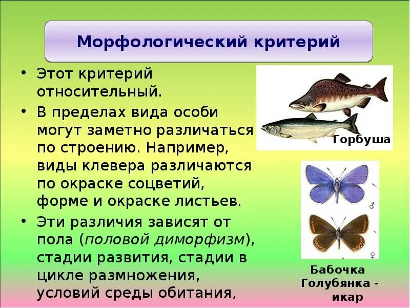 В чем проявляется относительный характер морфологического критерия