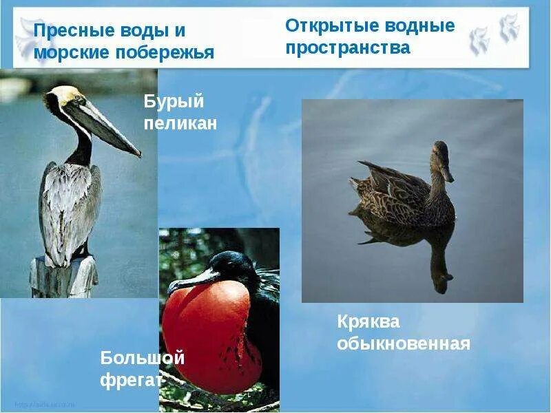Экологические группы птиц. Местообитание водных птиц. Местообитание водных птиц. Среда обитания птиц. Особенности водоплавающих птиц.
