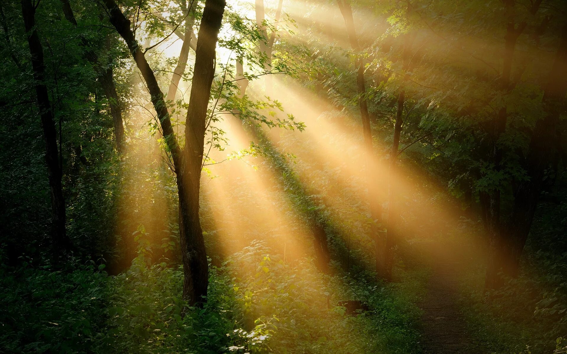 Солнечные лучи. Луч. В Луче света. Лучи солнца в лесу.