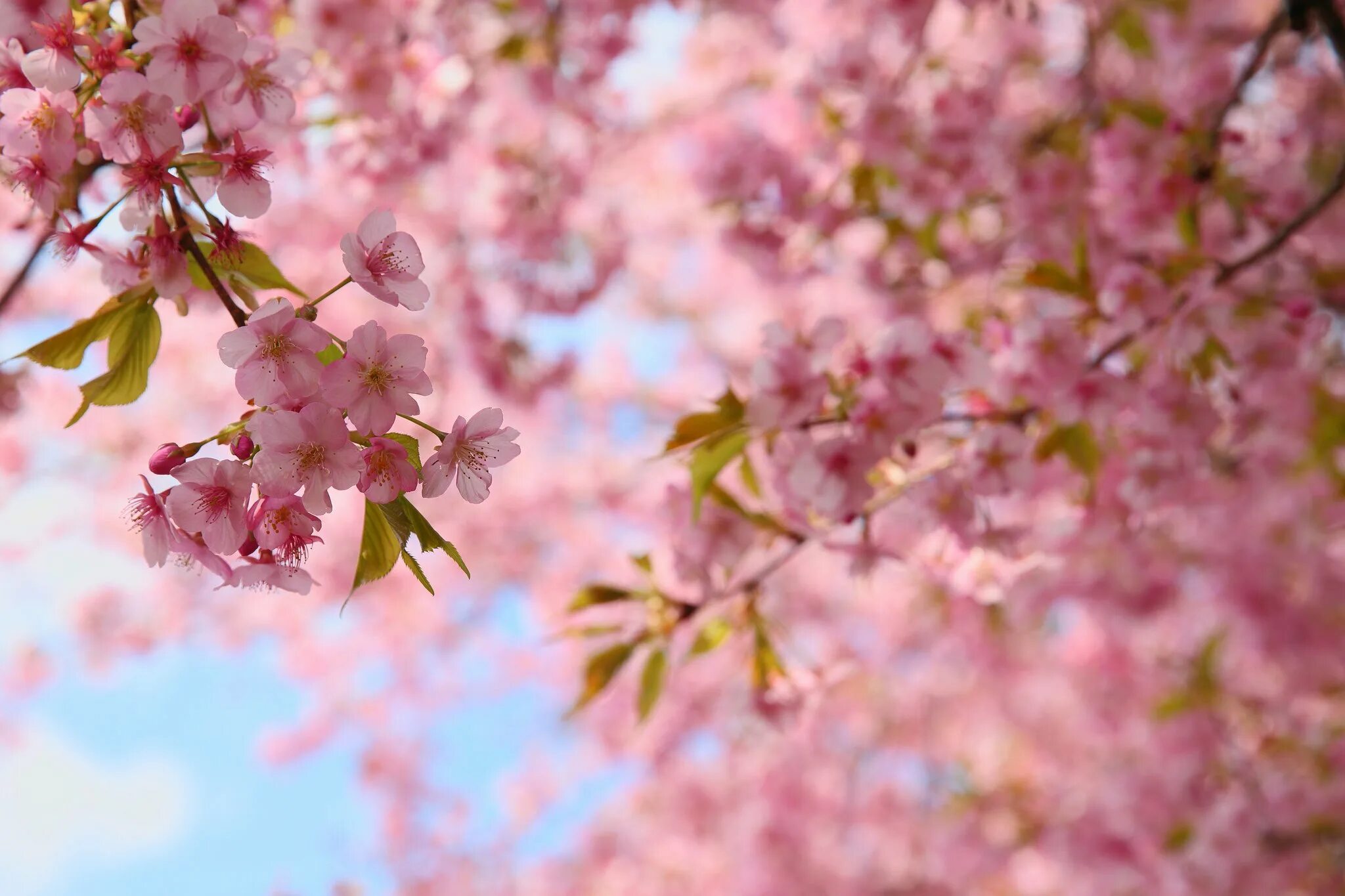 Сакура цветы и листья. Сакура листью. Весенние цветы. Цвет розовая сакура