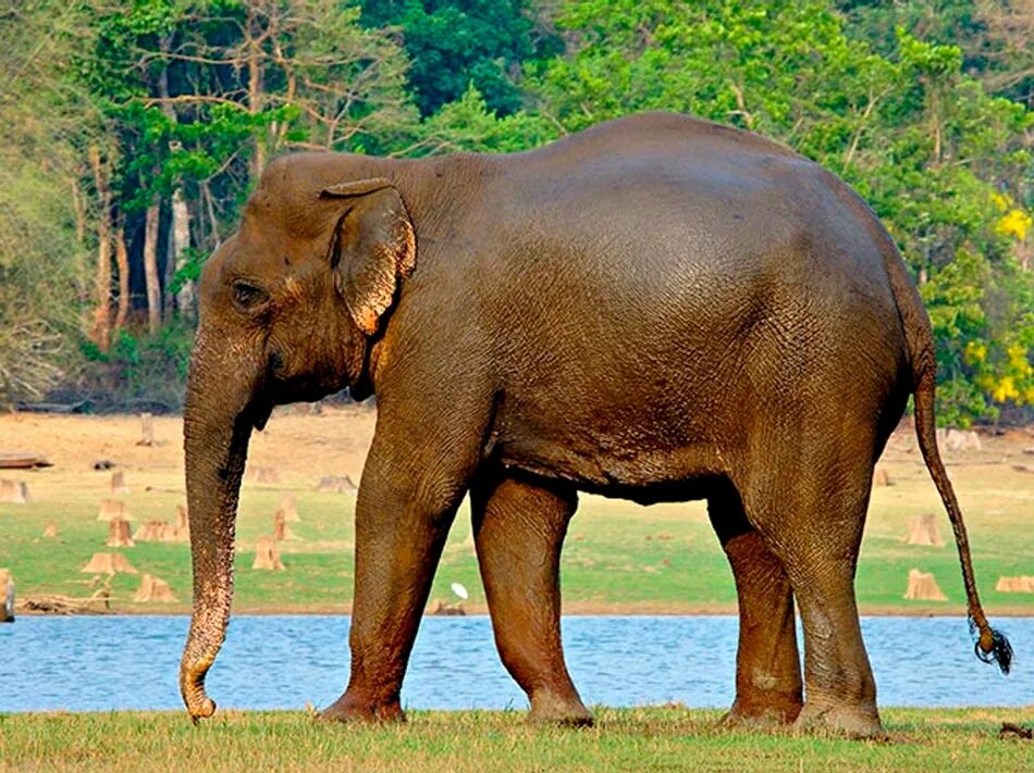 Азиатский слон ( Elephas Максимус ). Индийский слон. Индийский слон (Elephas Maximus). Гималайский слон.