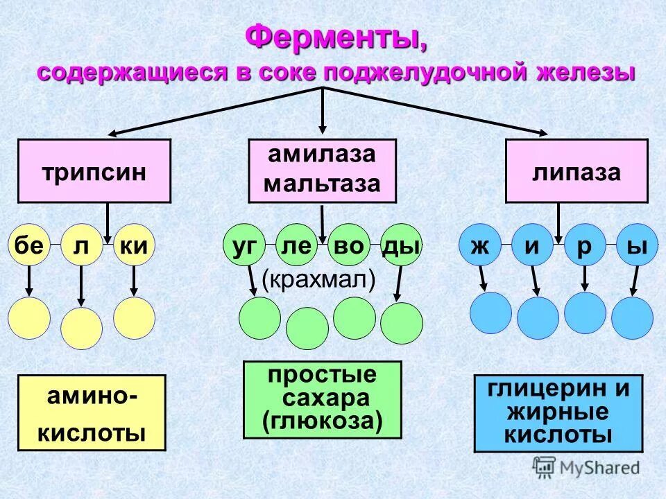 панкреатит ферменты поджелудочной железы. жиры фермент поджелудочной железы. ферменты продуцируемые поджелудочной железой. ферменты продуцируемые поджелудочной железой. ферменты поджелудочной железы и их функции.