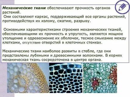 Какая ткань обеспечивает опорную функцию