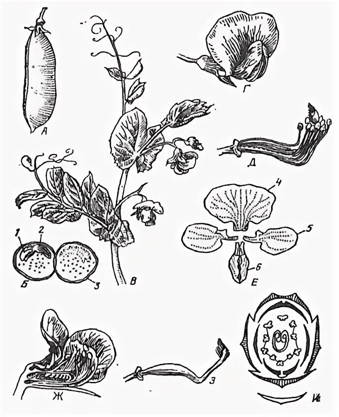 Горох посевной семейство. Горох посевной гербарий. Pisum sativum ботаника. Pisum sativum диаграмма цветка. Горох биология 6 класс