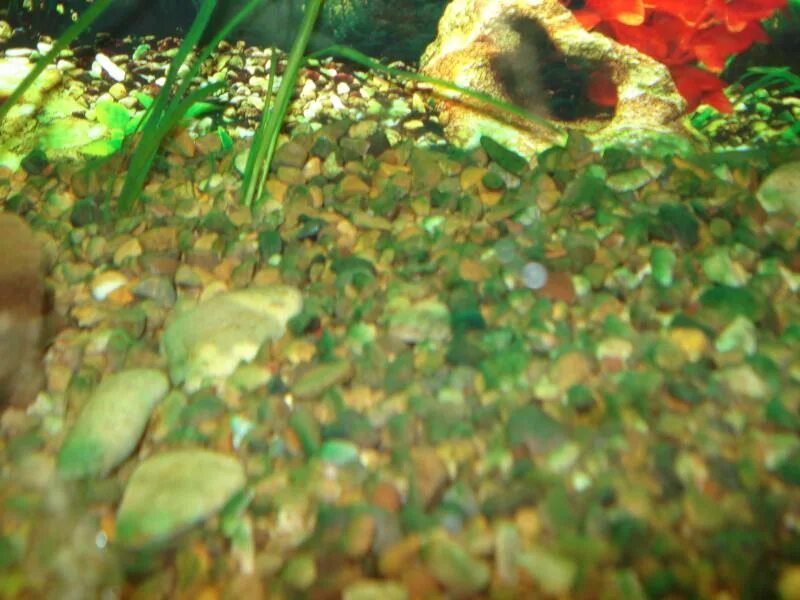Водоросль Ксенококус. Налет на аквариуме. Аквариум с зеленым грунтом. Зеленый налет на грунте в аквариуме. Почему аквариум покрылся