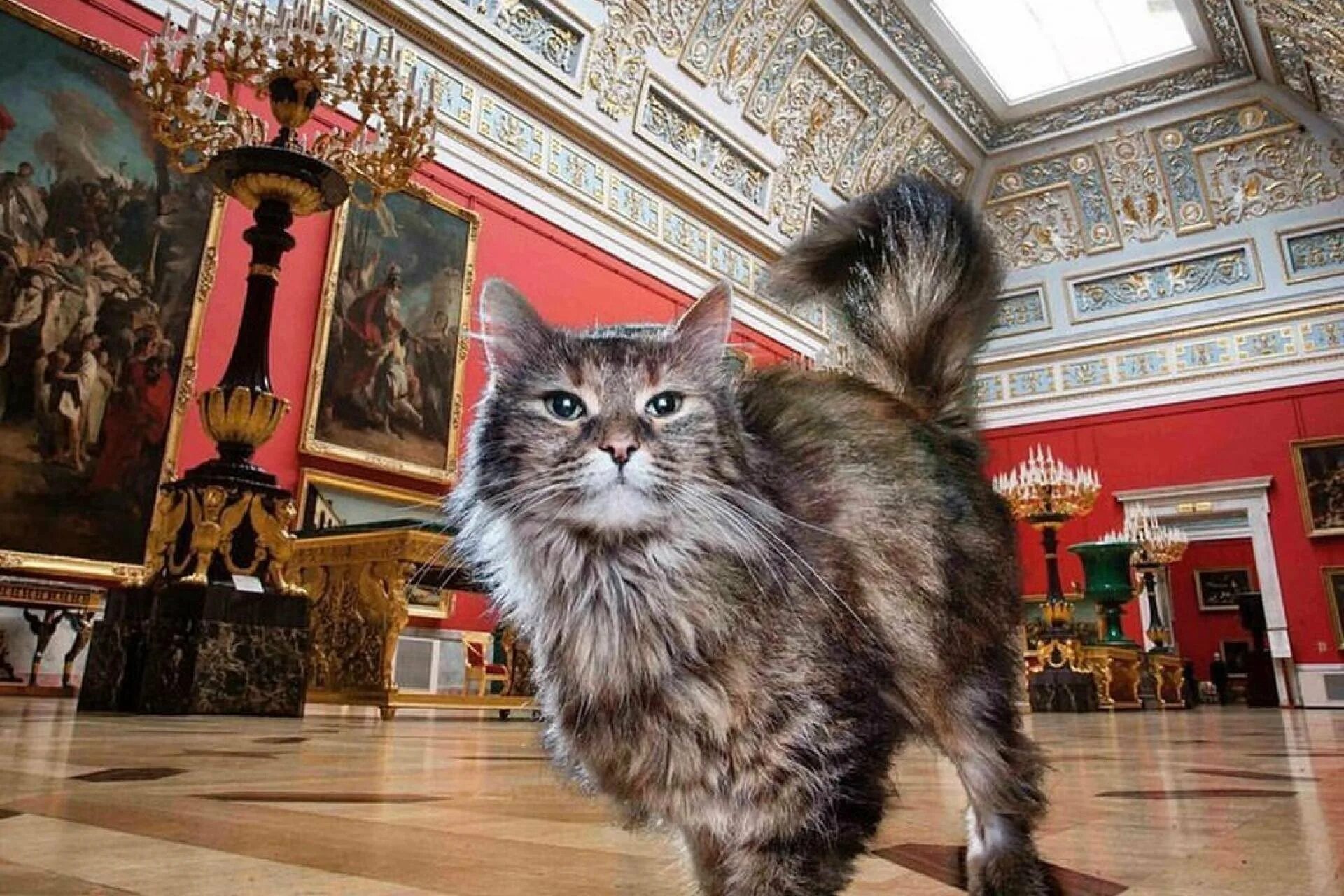 Как выглядит эрмитажный кот. Петербургские эрмитажные коты. коты эрмитажа. эрмитаж санкт-петербург коты. коты музея эрмитаж.