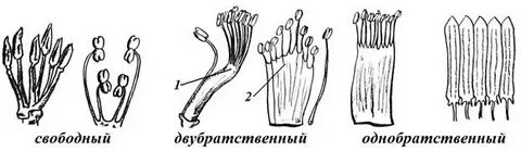 Андроцей это