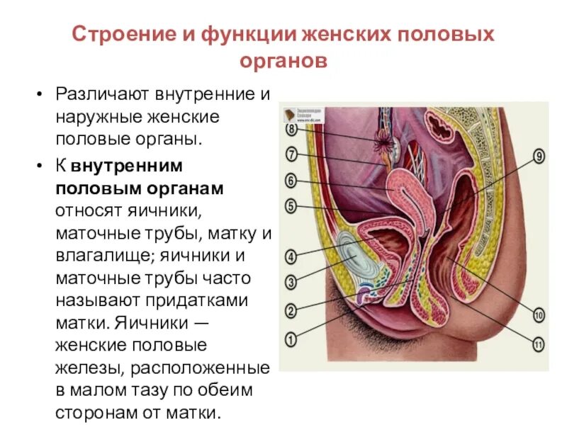 Внутренние и наружные женские пол органы. Наружные и внутренние органы женской половой системы. Строение половых органов женщины. Строение женских.половых органов наружных. Женская половая система строение и функции