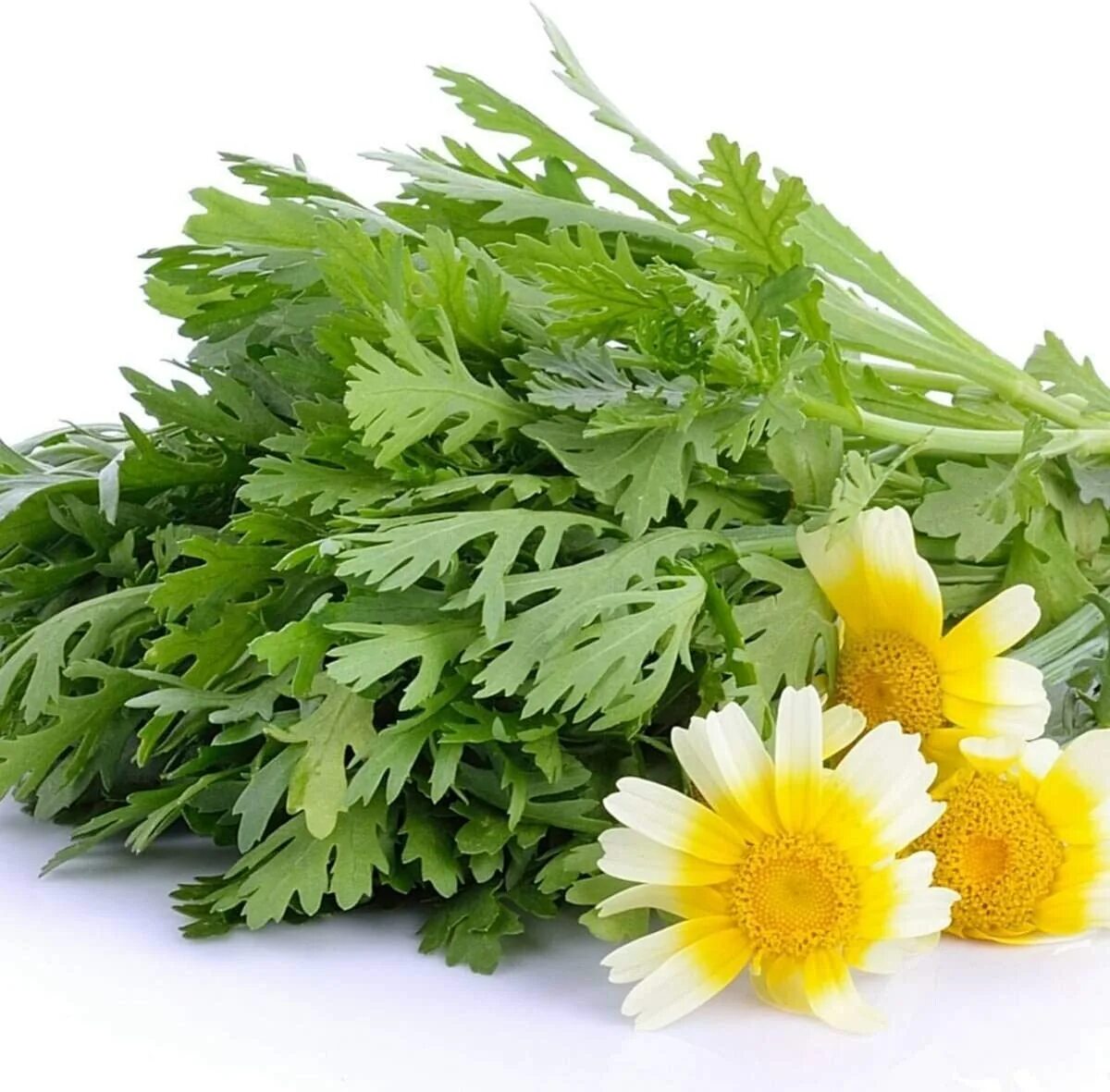 Хризантема килеватая полярная звезда. Хризантема овощная мираж. Хризантема коронариум. Хризантема съедобная. Хризантема салатная.