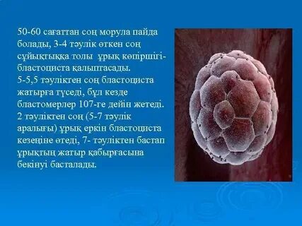 Зародыш на стадии морулы