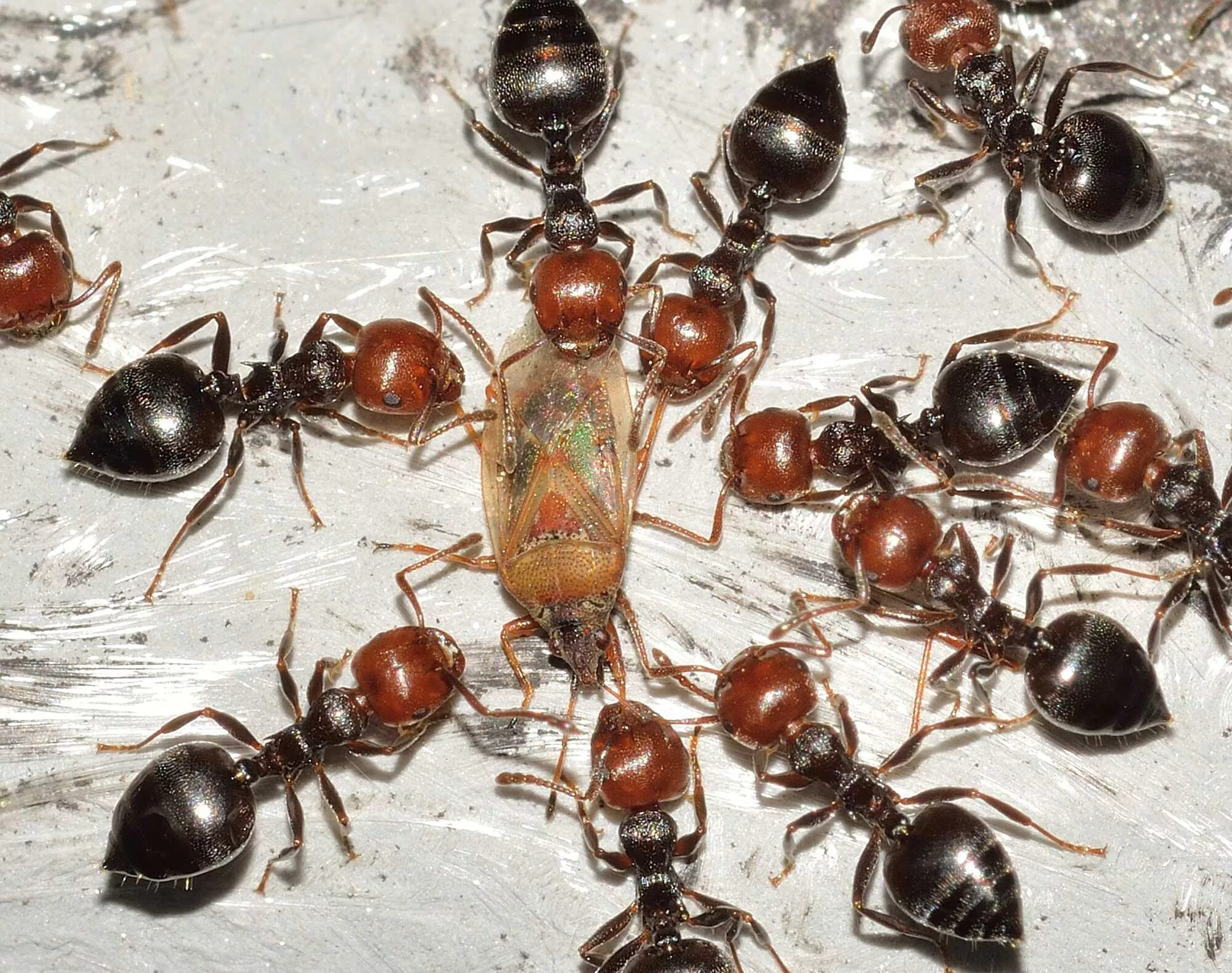 Муравьиный вид. Перепончатокрылые муравьи. Crematogaster scutellaris. Необычные муравьи. Цветные муравьи.