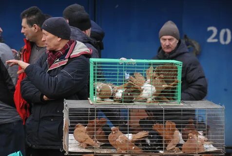 Рынок голубей
