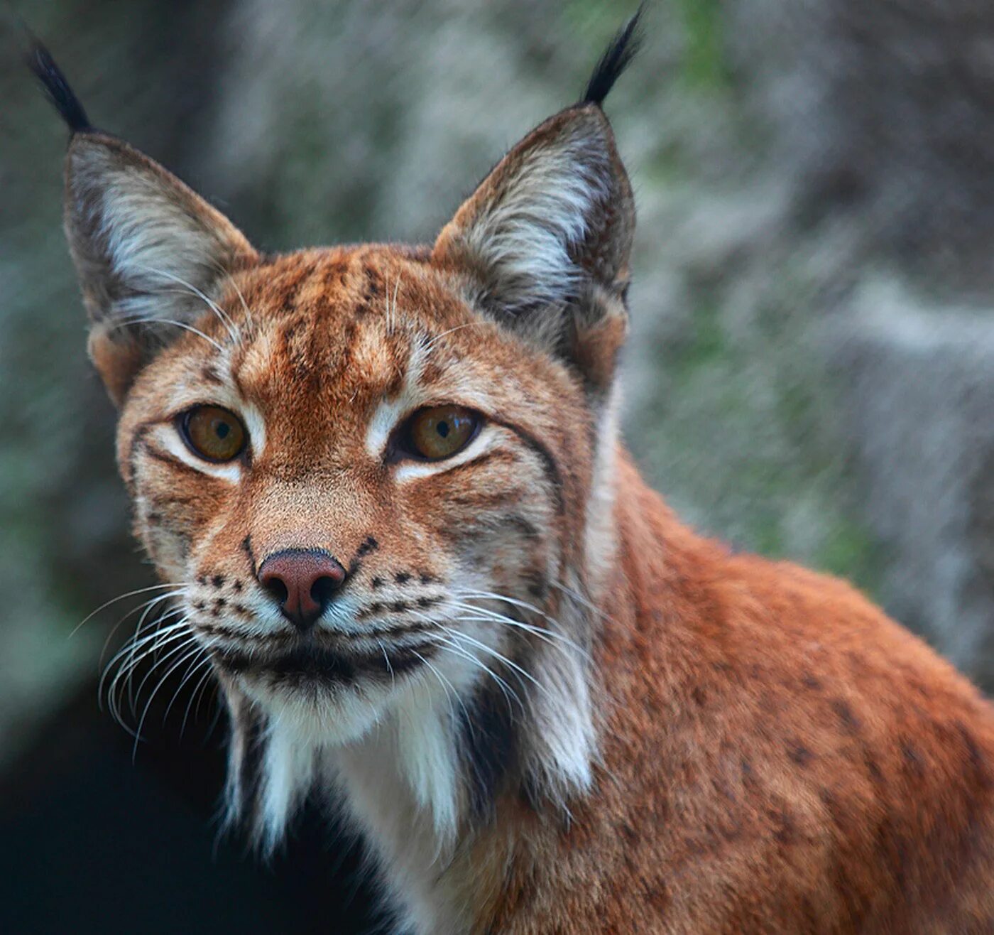 Bobcat перевод