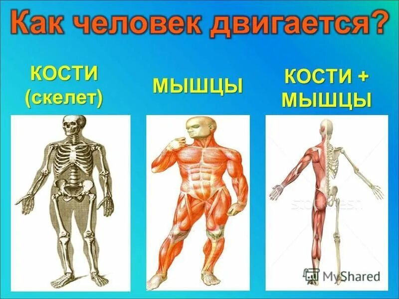 Строение скелет мышцы. Мышцы человека. Скелет человека с мышцами. Скелет и мышцы человека для детей. Строение человека скелет мышцы кожа.