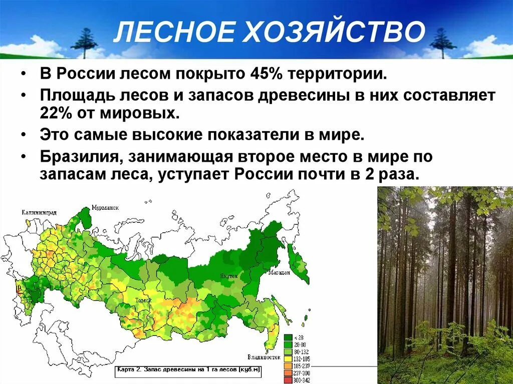 Хвойные леса на территории россии. Территория лесов в России. Площадь лесов. Площадь лесов в России по годам. Площадь леса в России.