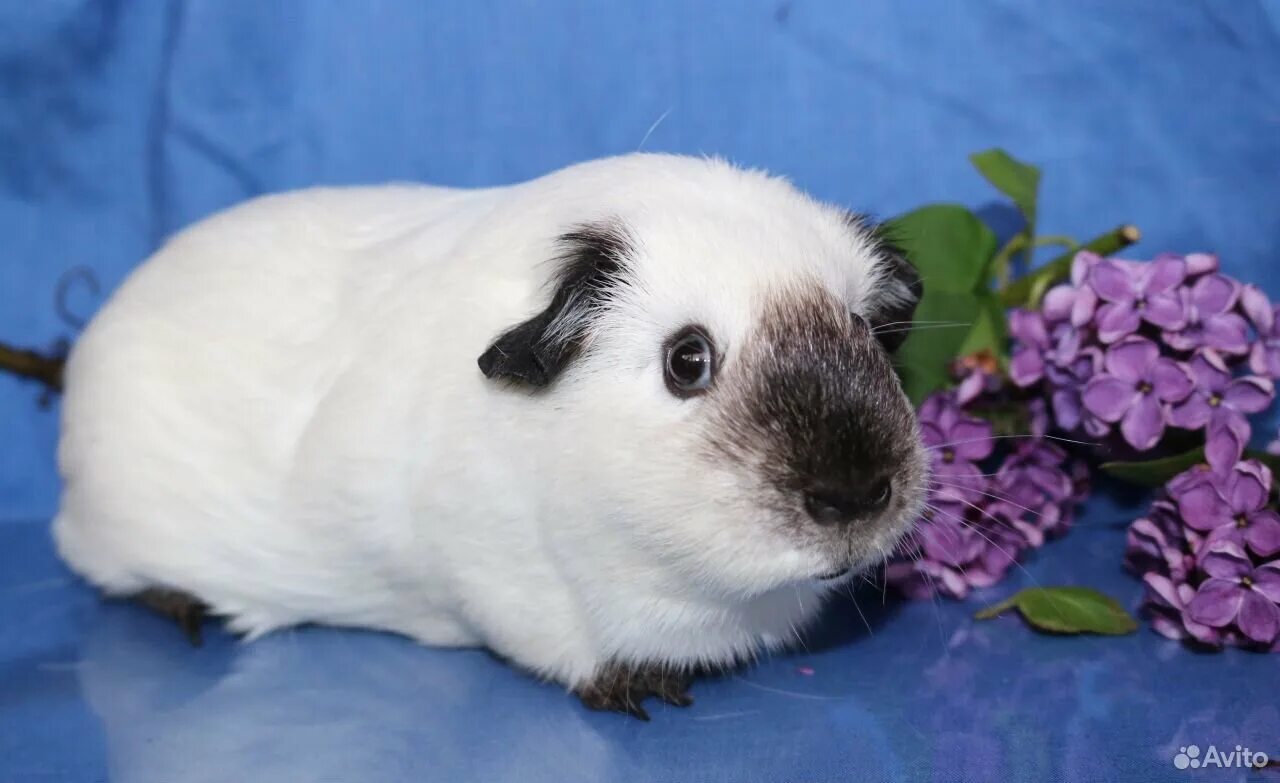 400 окрасов морских свинок с генетическими формулами (400 guinea pig colors with