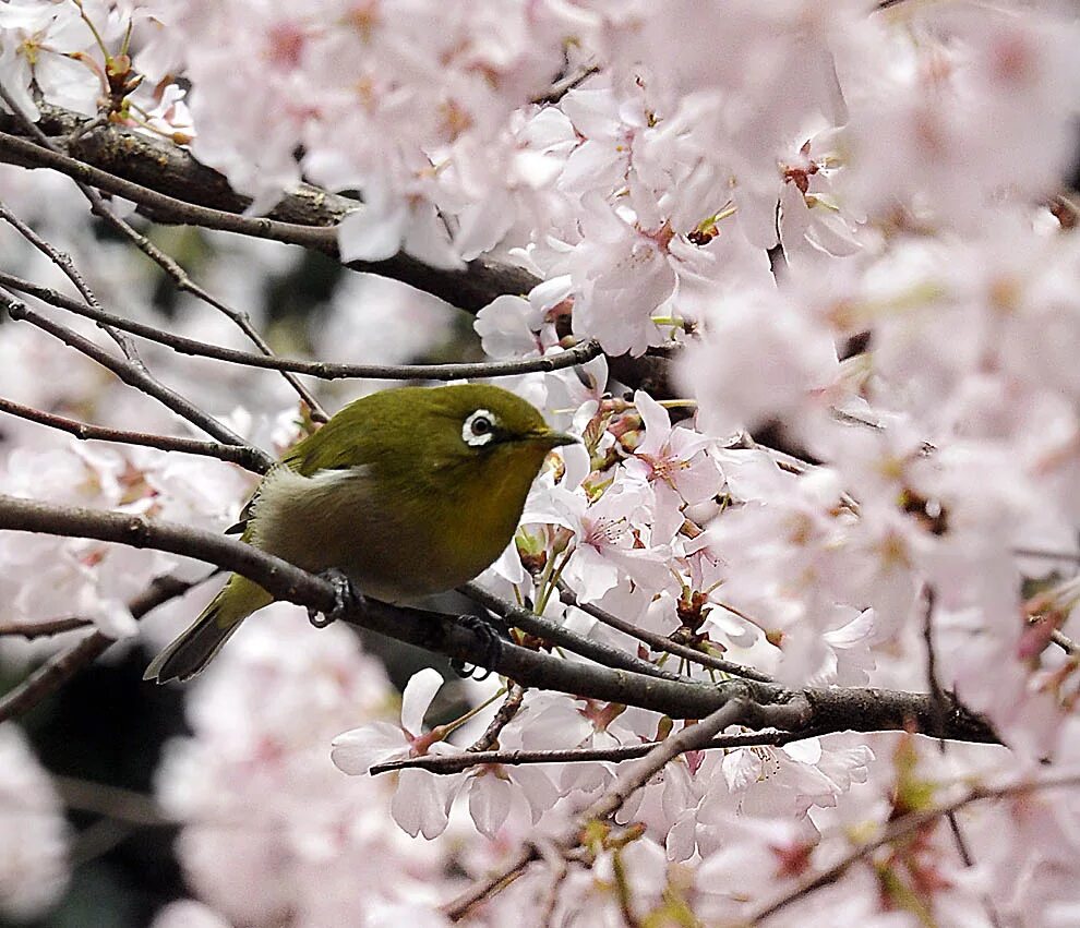 Птица праздника весны. Весенние птички. Красота весны. Птицы на цветущих ветках.