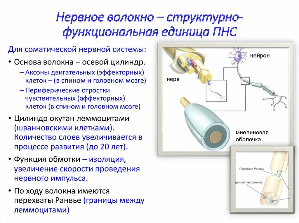 Внутреннее строение нерва. Строение нерва и нервного волокна. Нервное волокно и функции его структуры. Осевой цилиндр нервного волокна это. Структурно функциональная единица нервного волокна.