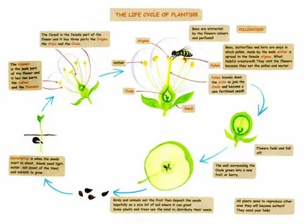 Plant cycle
