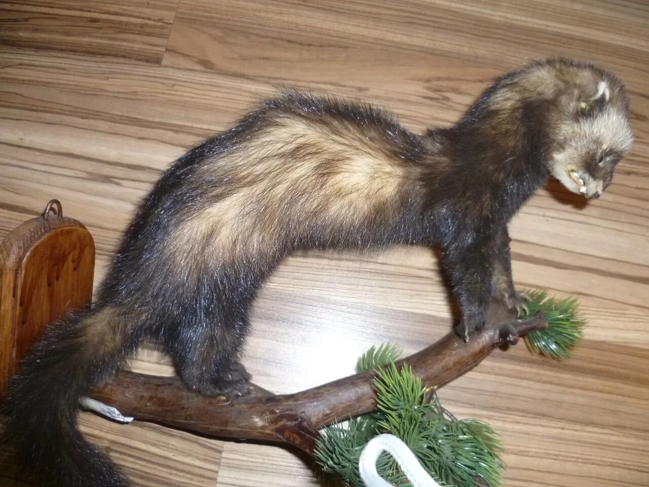 Чучел 13. Чучел и вишня. Чучел игра от аманита. Чучел из игры chuchel. Игрули тв чучел.