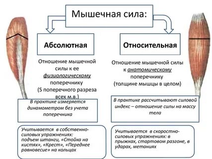 Вид мышечных усилий