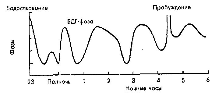 Фазы пробуждения. Фаза быстрого движения глаз. БДГ фаза. Фазы быстрого сна быстрое движение глаз. БДГ сон.