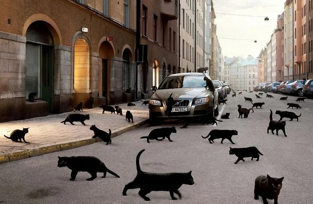 Приметы перейти дорогу. Черная кошка на дороге. Черный кот перебегает дорогу. Город кошек. Черная кошка через дорогу.