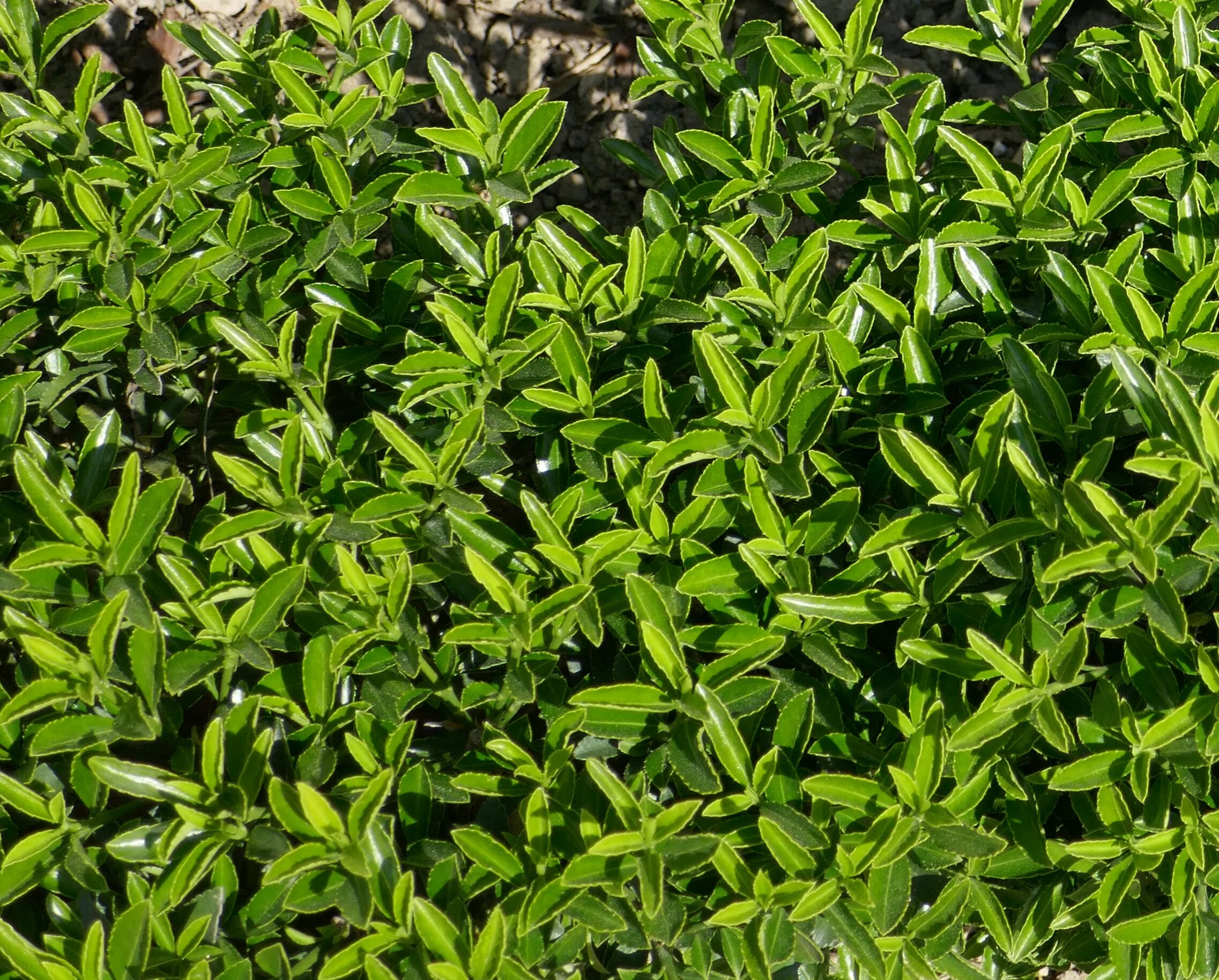 Бересклет японский микрофиллус. Euonymus japonicus. бересклет microphyllus. euonymus microphyllus.