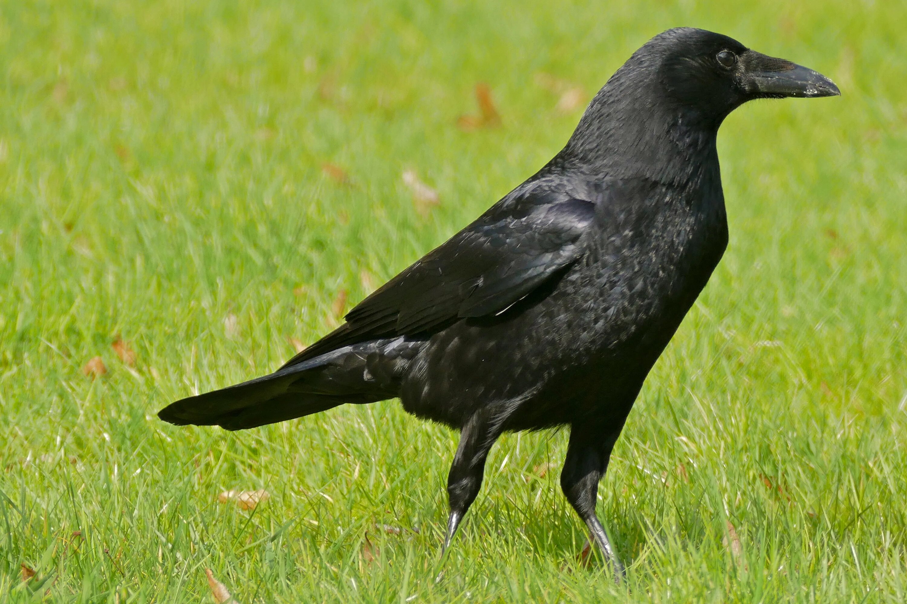 Ворона какой вид. Carrion Crow. Ворон обыкновенный. Ворона. Чёрная ворона.