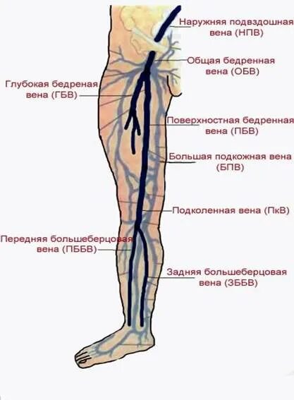 Где находится вена на ноге. Подкожная вена нижней конечности анатомия. глубокие вены нижних конечностей схема. большая подкожная вена ноги анатомия. большая подкожная вена нижней конечности.