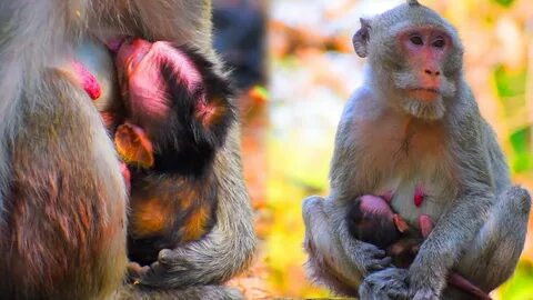 Baby monkey wildlife