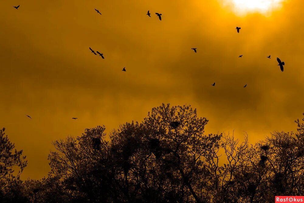 стая ворон кружит над жертвой. птицы разлетаются. вороны кружат. птицы в небе. вороны кружат.