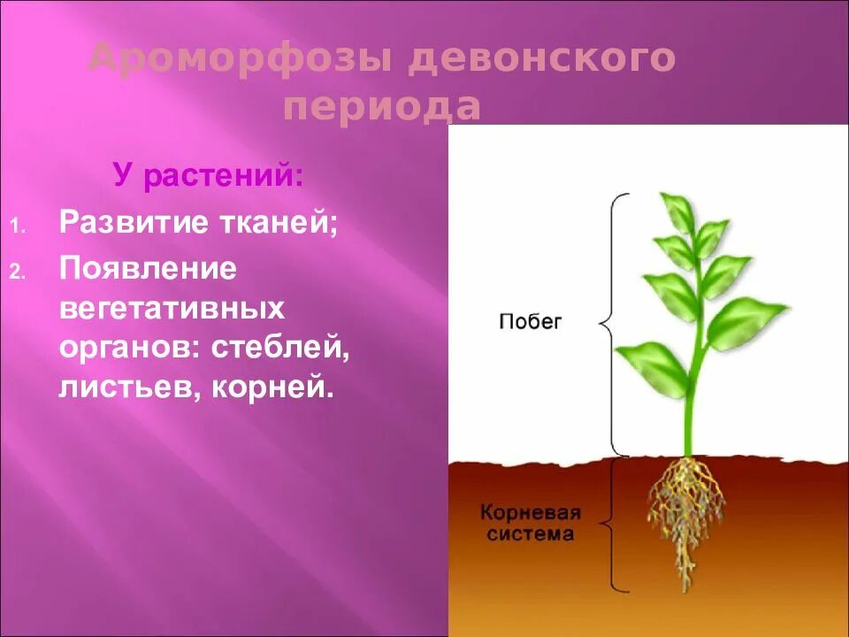 Образование цветка появление вегетативных. Появление вегетативных органов. Эволюция корня у растений. Девонский период ароморфозы растений. Появление органов у растений.