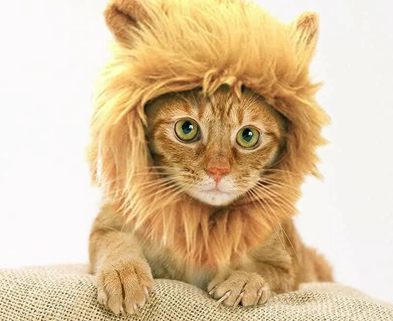 Rocpet Pet Costume Lion Mane Wig for Dog Cat Halloween Dress up with Ears (lion)