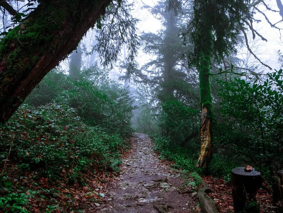самшит абхазия самшитовая роща. самшит в тисо самшитовой роще. тисо-самшитовая роща. тисо самшитовая роща адлер. тис самшитовая роща сочи.