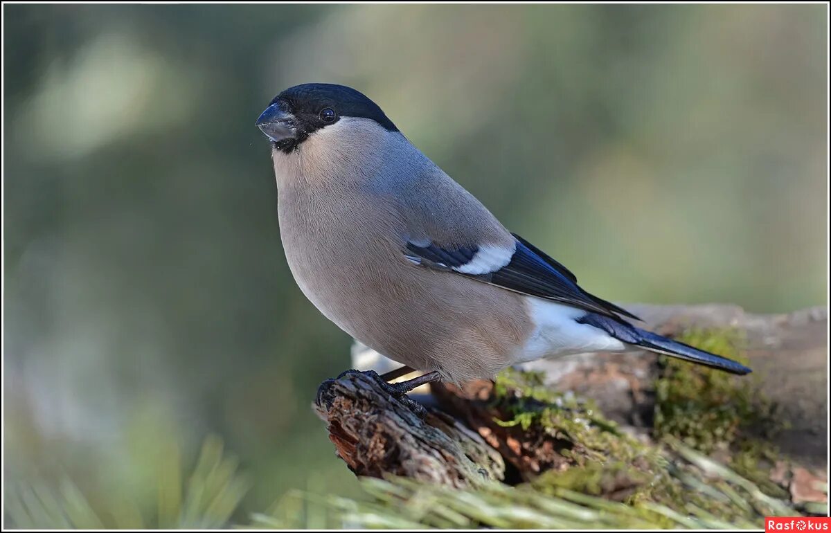 снегирь женский. воробьинообразные снегирь. снегирь женский. снегирь женский. снегирь женский.
